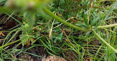 La Natura a la Baixa Tordera Eriçons comuns Erinaceus europaeus a la