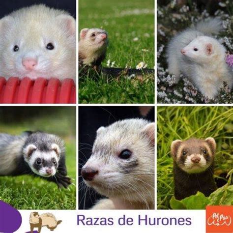 Razas de hurones Clasificación y taxonomía del hurón