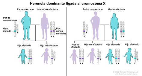 Herencia Ligada Al Cromosoma Dinami