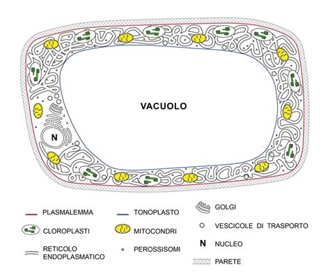 Morte Delle Cellule Strumento Di Difesa Immunitaria Delle Piante