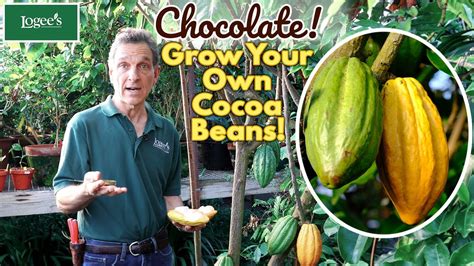 The Cocoa Plant Theobroma Cacao Trinitario Grow Your Own Cocoa