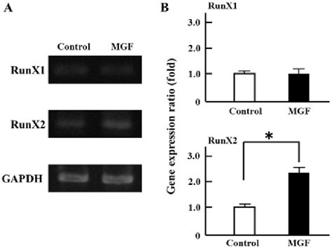 Effect MGF On Gene Expression Related To Osteoblast Regulated Genes