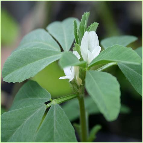 Foto De Fenogreco Imagenes De Plantas Plantas Medicinales Hierbas