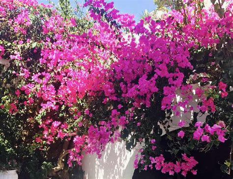 The Bougainvillea Flower And Its Significance