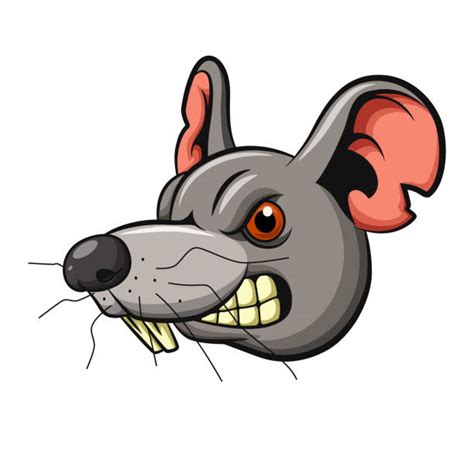 2100 Scary Rat Stock Photos Pictures And Royalty Free Images Istock