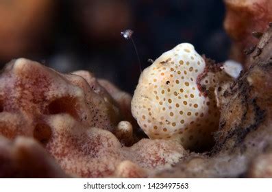 Painted Frogfish Stock Photos Images Photography Shutterstock