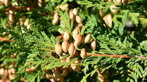 Identify Summer Wildflowers In Vermont Vermont Land Trust