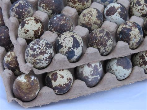 Fresh Coturnix Quail Eggs — Northwest Heritage Quail