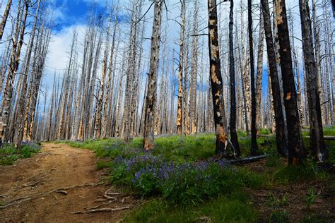 4th National Climate Assessment Forests — Public Comment Project