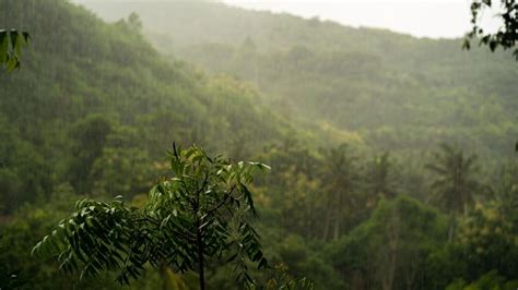 Kenapa Hari Hutan Indonesia Diperingati Setiap Agustus Ini Sejarah