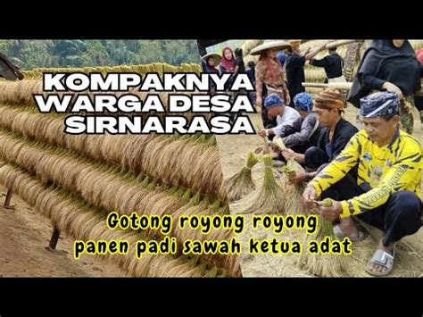 KOMPAKNYA GOTONG ROYONG Saat Panen Padi Sawahnya KETUA ADAT Budaya