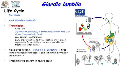 Giardia Lamblia Morphology Life Cycle Pathogenesis Clinical