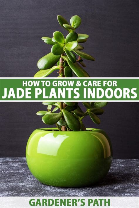 How To Grow And Care For Jade Plants Indoors Gardeners Path