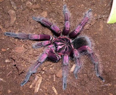 Brazilian Pink Bloom Tarantula Care Info Pictures More ThePetFAQ