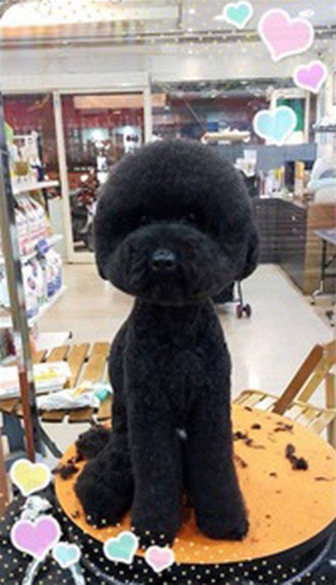 Taiwanese Pet Groomers Give Haircuts To Small Dogs To Make Their Heads