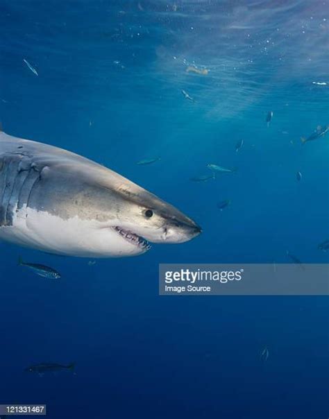 Shark Nose Fotografías E Imágenes De Stock Getty Images