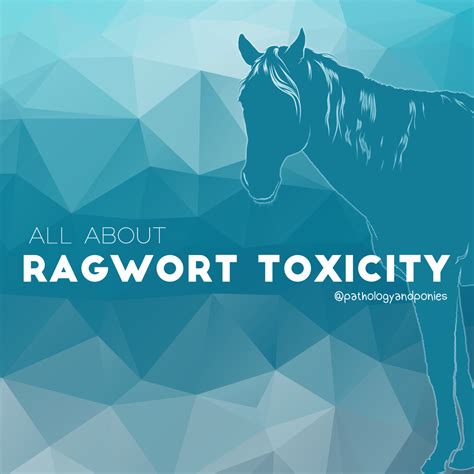 Ragwort Toxicity - Pathology and Ponies