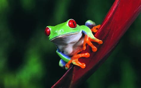 Red Eyed Tree Frog Hd Wallpaper Hintergrund 1920x1200 Id334725