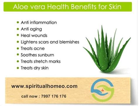 How To Use Aloe Vera Plant Directly On Face Plantă Blog