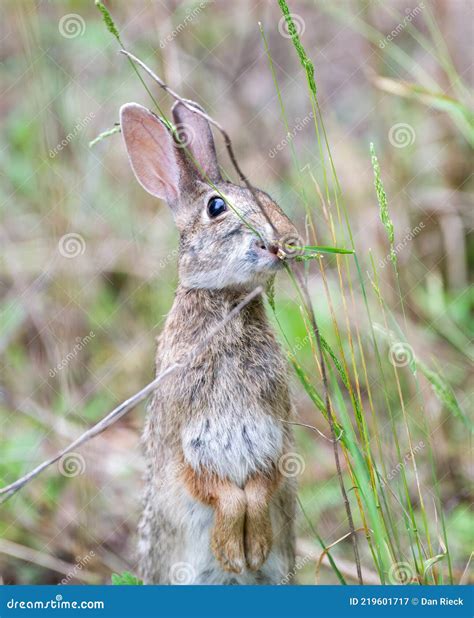 Wild Florida Cottontail Rabbit Sylvilagus Floridanus Stock Image