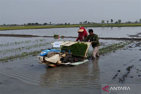 Pemkab Demak Targetkan Luas Areal Tanam Padi Mt Pertama Hektare