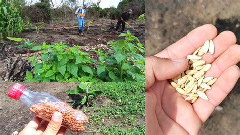 Plantamos Milho e Feijão Plantando Melão Caipira Abóbora jerimum de