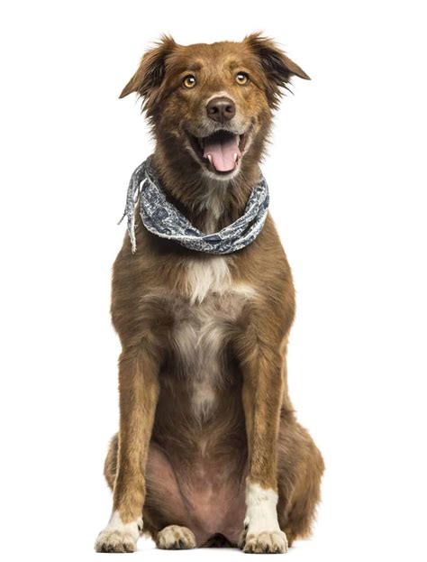 Aussiedor Is The Australian Shepherd Lab Mix Right For You K9 Web