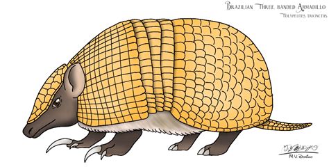 Brazilian Three Banded Armadillo By Ognimdo2002 On Deviantart