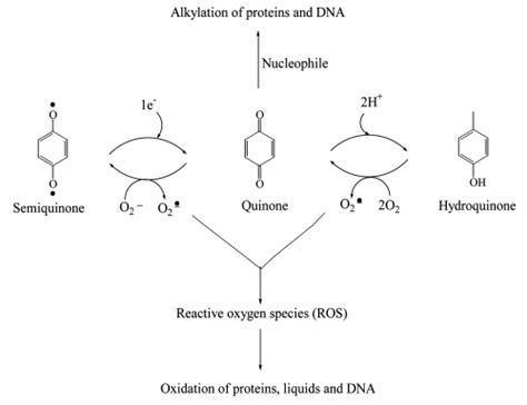 Alkylation by and redox cycling of quinones. | Download Scientific Diagram 