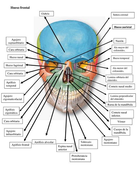 Cabeza Cuello Y Ojo Anatomia Glabela Sutura Coronal Ala Mayor Del