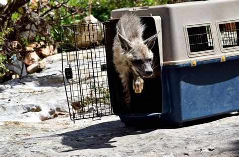 Iwrc Member Spotlight Lebanese Wildlife International Wildlife Rehabilitation Council