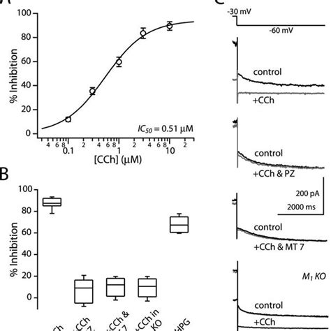 M 1 Muscarinic Receptor Mediates The Modulation Of KCNQ Channel