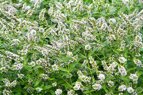 flowering plant mint fragrant mint   garden stock image image