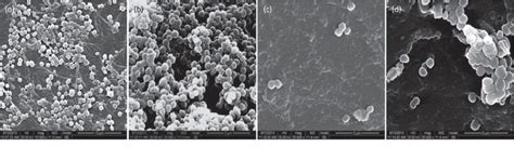 Sem Images Of S Aureus Biofilms Formed In Vivo On Catheters A S