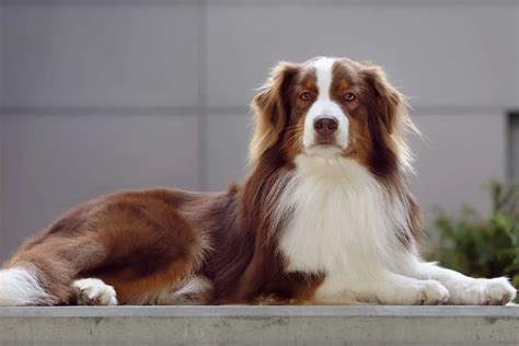 The Red Tri Australian Shepherd: All You Need To Know