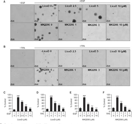 Figure From Licochalcone D Inhibits Skin Epidermal Cells