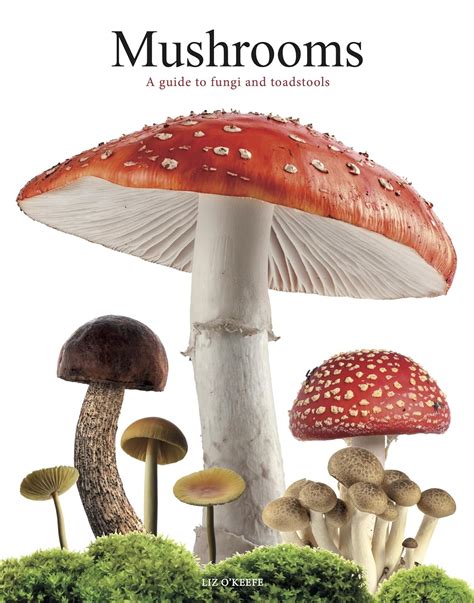 Mushrooms A Guide To Fungi And Toadstools Uk O Keefe Liz 9781838864392 Books