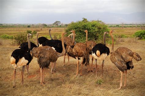 Days Nights Ngutuni Sanctuary Taita Salt Lick Sanctuary Amboseli