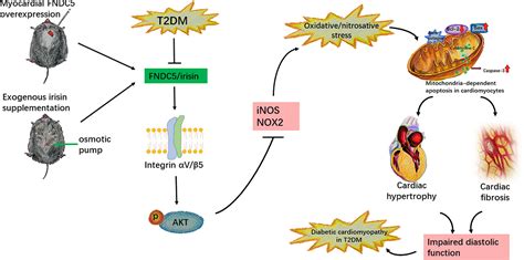 FNDC5 Irisin Attenuates Diabetic Cardiomyopathy In A Type 2 Diabetes