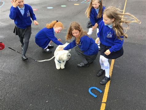 Our School Dog King Edward Primary School