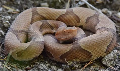 Agkistrodon Contortrix Copperhead Snake Usa Snakes