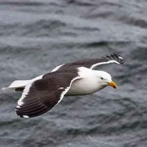 Kelp gull - Facts, Diet, Habitat & Pictures on Animalia.bio