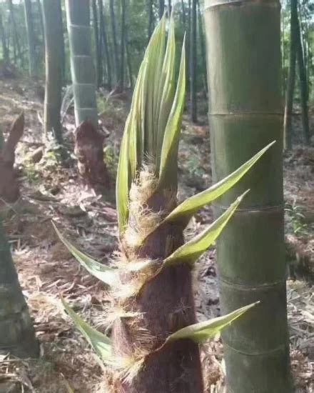 Moso Bamboo Seeds For Planting Moso Bamboo Seeds And Bamboo Seeds