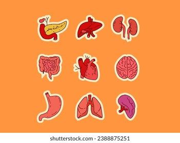 Free Vector Human Internal Organs Set Stock Vector Royalty Free