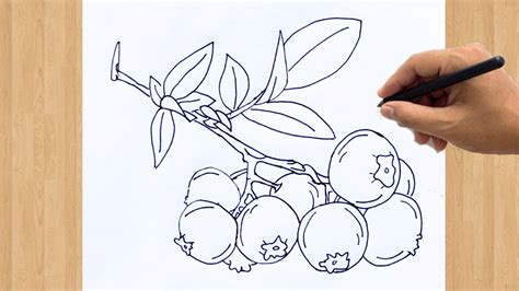 How To Draw A Blueberry Easy Step By Step Blueberries Fruit Drawing