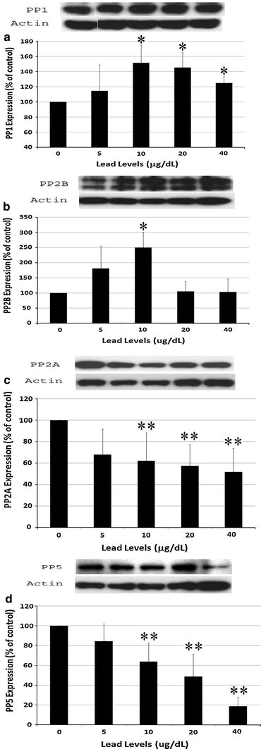 Lead Increases The Expression Of PP1and PP2B But Decreases The