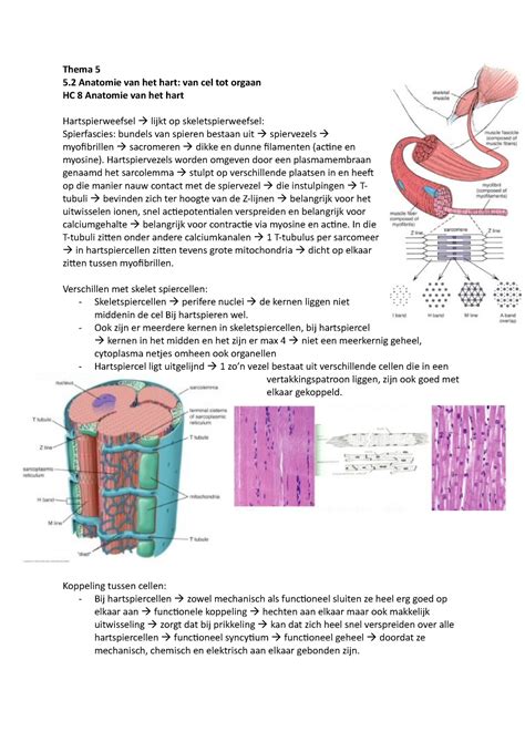 Thema Van Basis Tot Homeostase Thema Anatomie Van Het Hart Van