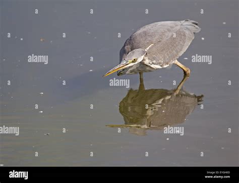 Grey Heron fishing Stock Photo - Alamy