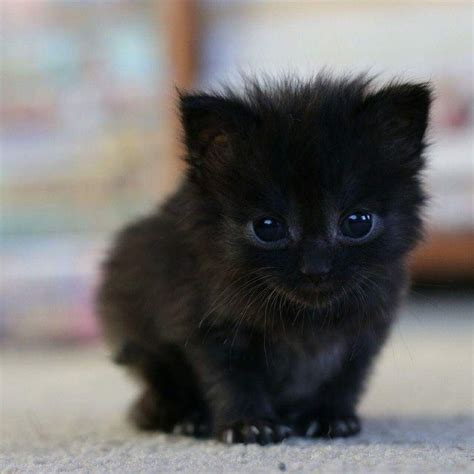 In most western cultures, black cats are considered a bad omen. But in ...