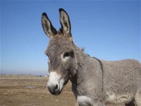 Zimbabwe Man Caught Having Sex With Donkey Remanded In Prison Ibtimes Uk